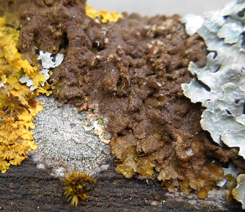 Melanelia Lichen photo 7