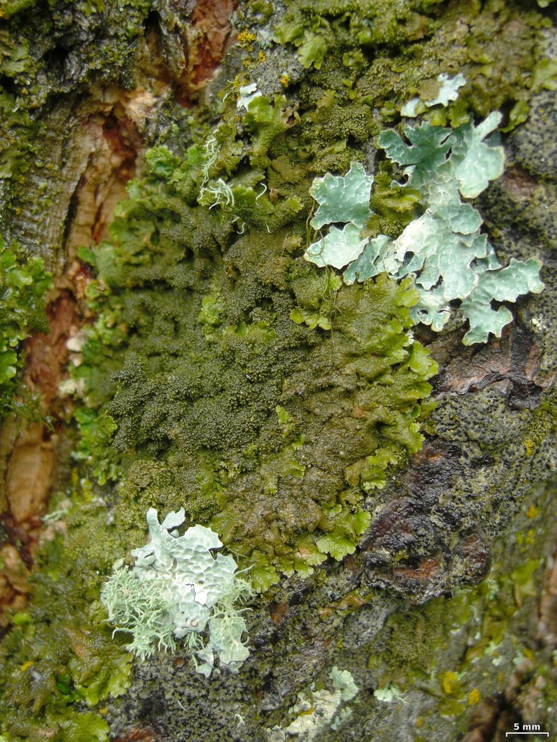Melanelia Lichen