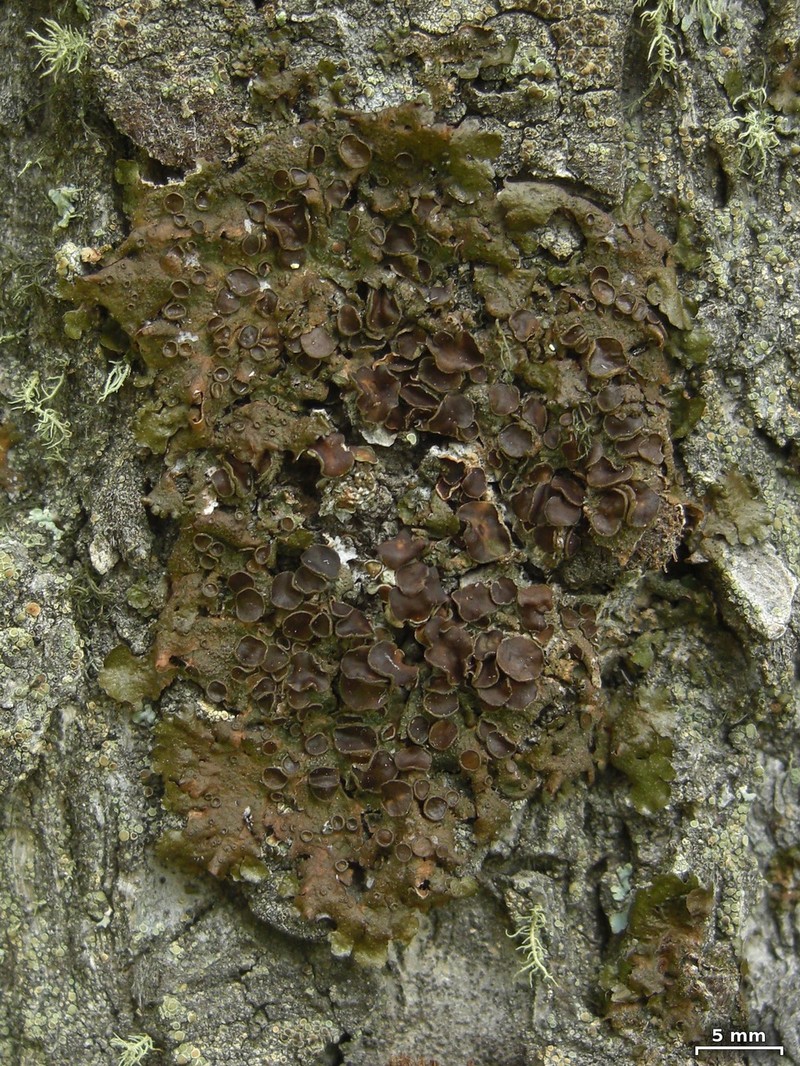 Melanelia Lichen
