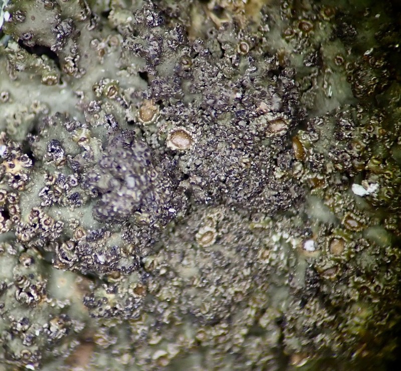 Melanelia Lichen photo 2