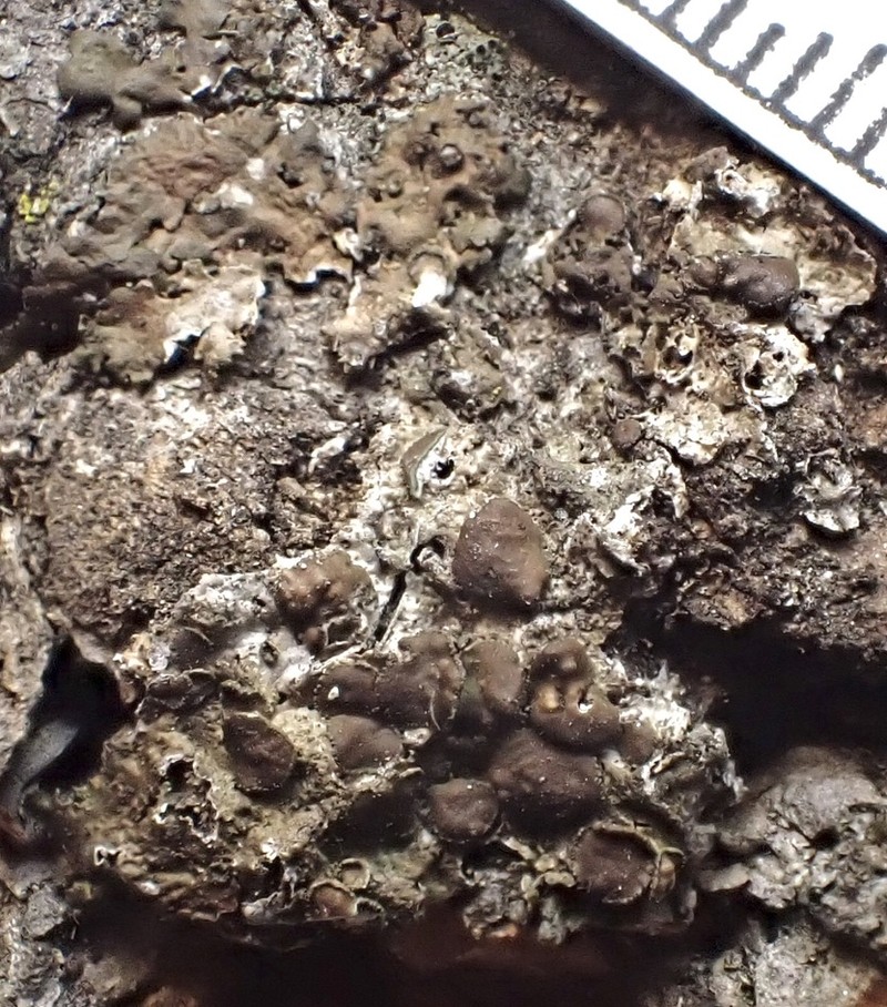 Melanelia Lichen photo 3