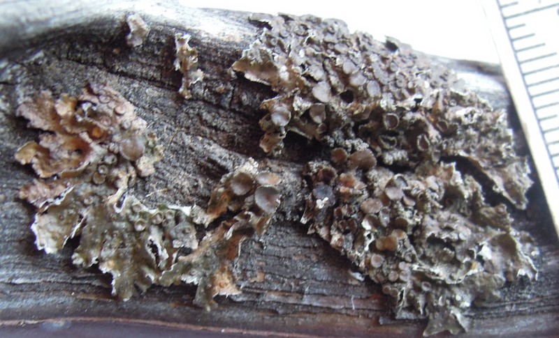 Melanelia Lichen photo 4