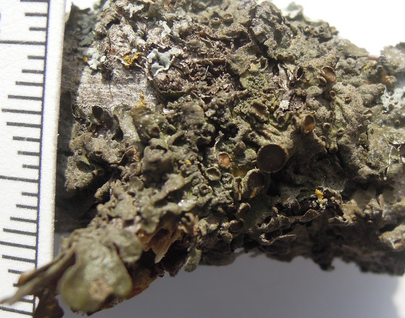 Melanelia Lichen photo 5