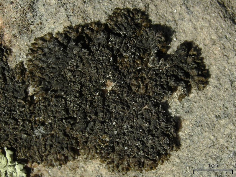 Melanelia tominii photo 2