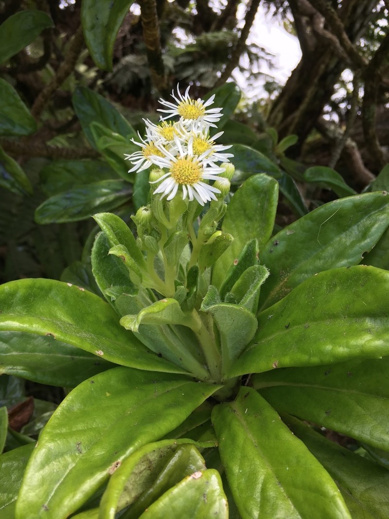 Melanodendron integrifolium photo 2