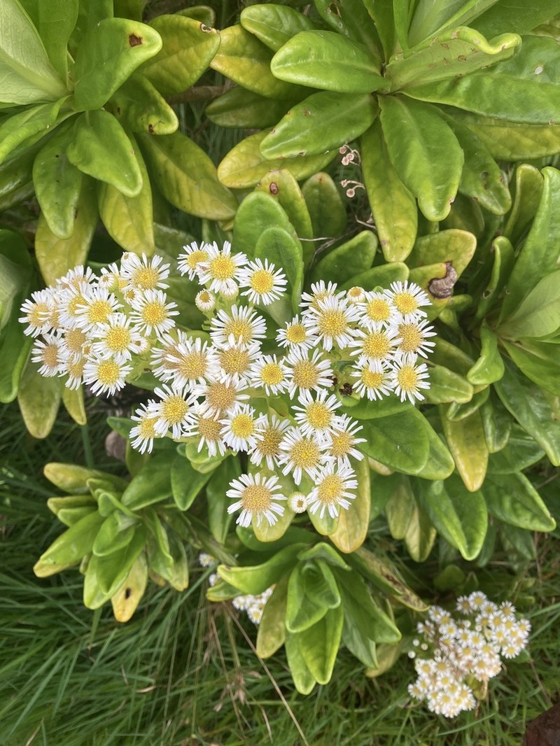 Melanodendron integrifolium photo 3