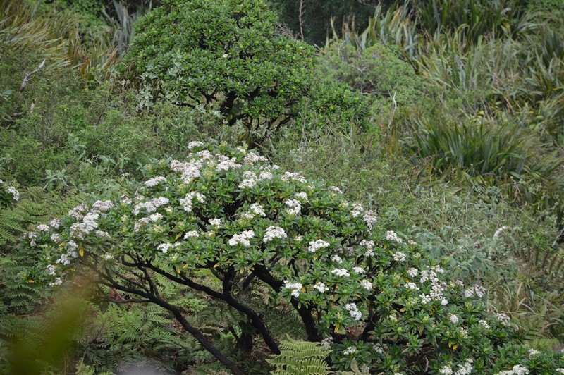 Melanodendron integrifolium photo 4