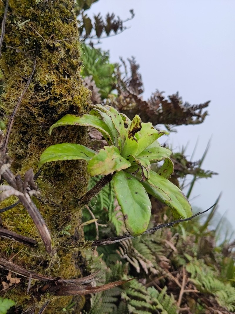 Melanodendron integrifolium photo 5