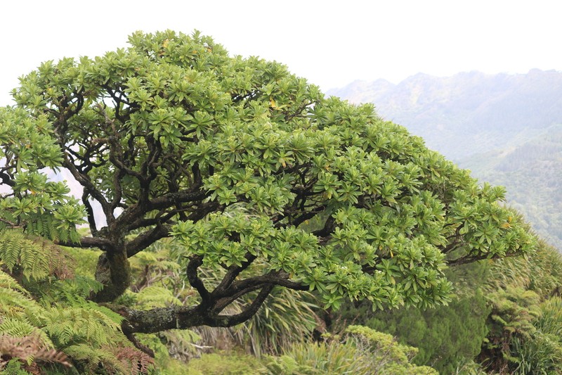 Melanodendron integrifolium photo 7