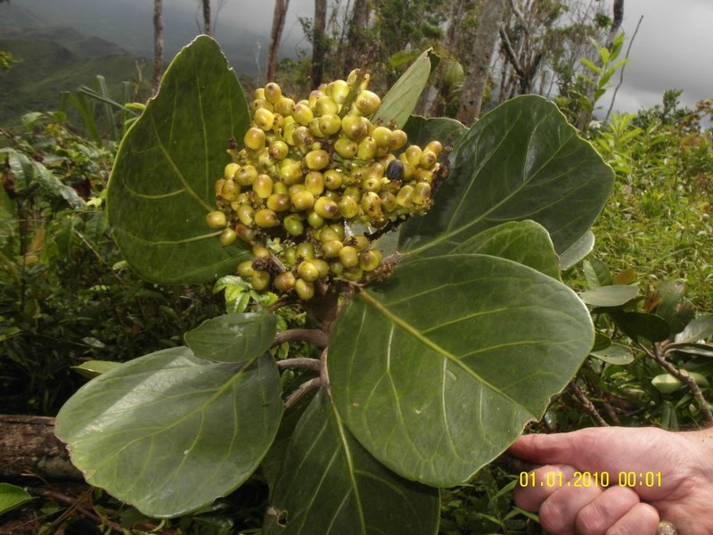 Melanophylla dianeae