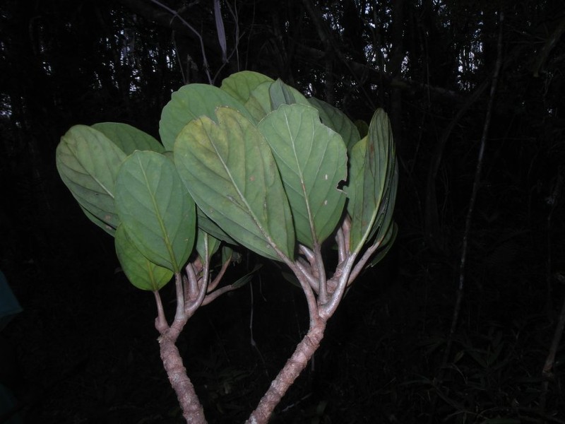 Melanophylla dianeae photo 2