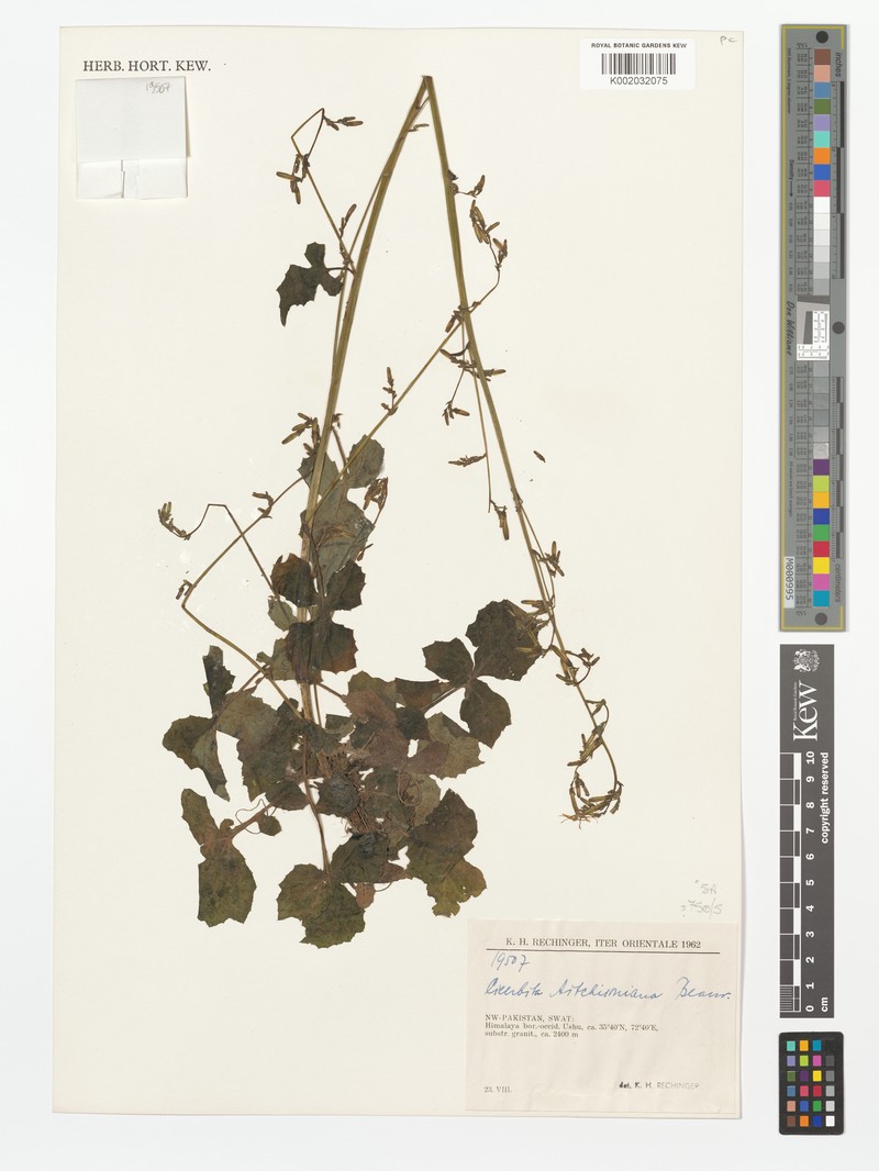 Melanoseris aitchisoniana