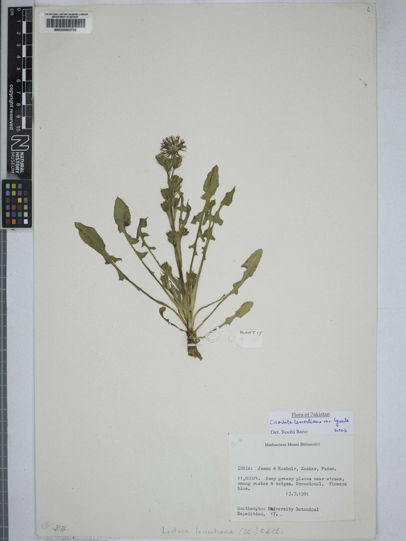 Melanoseris lessertiana var. lyrata