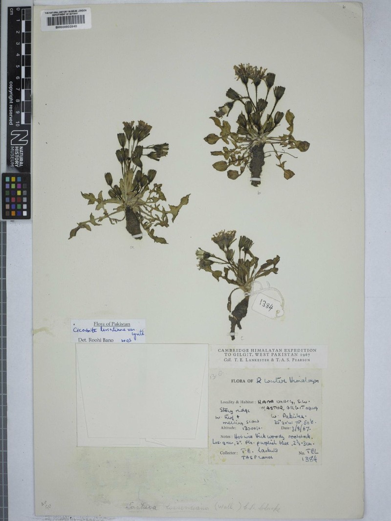 Melanoseris lessertiana var. lyrata photo 2