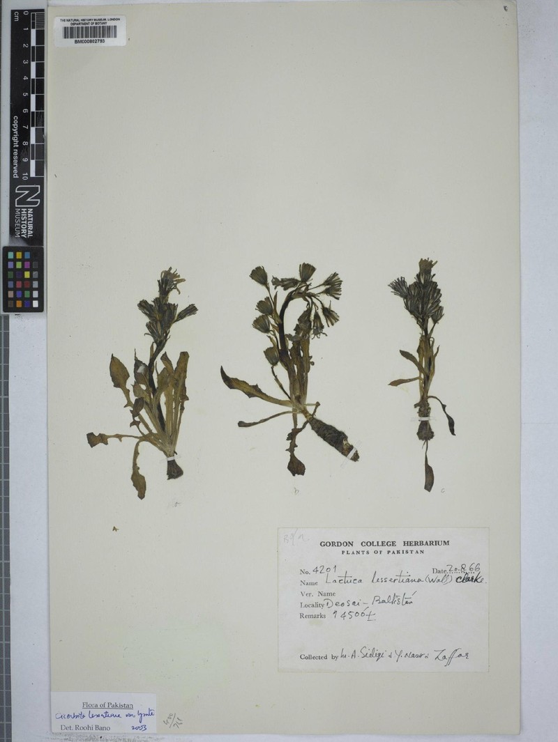 Melanoseris lessertiana var. lyrata photo 3