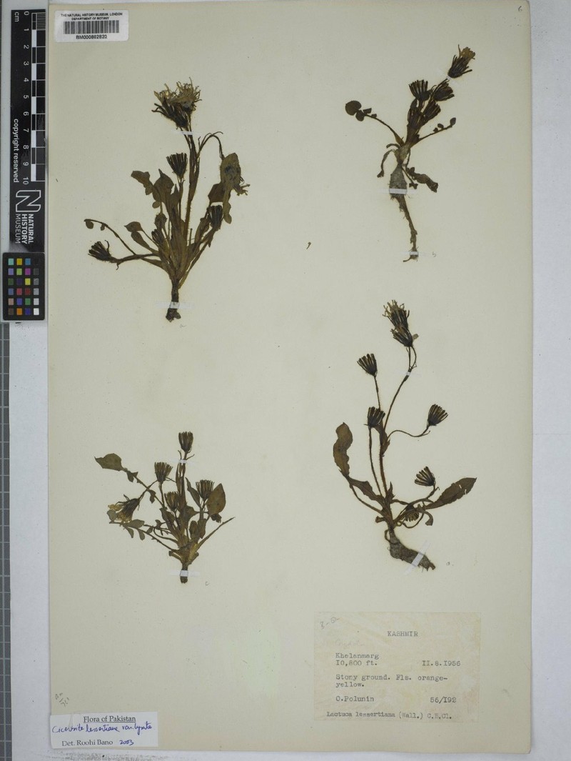 Melanoseris lessertiana var. lyrata photo 4