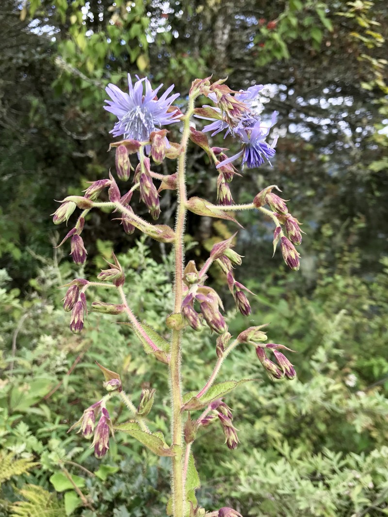Western Rattlesnakeroot