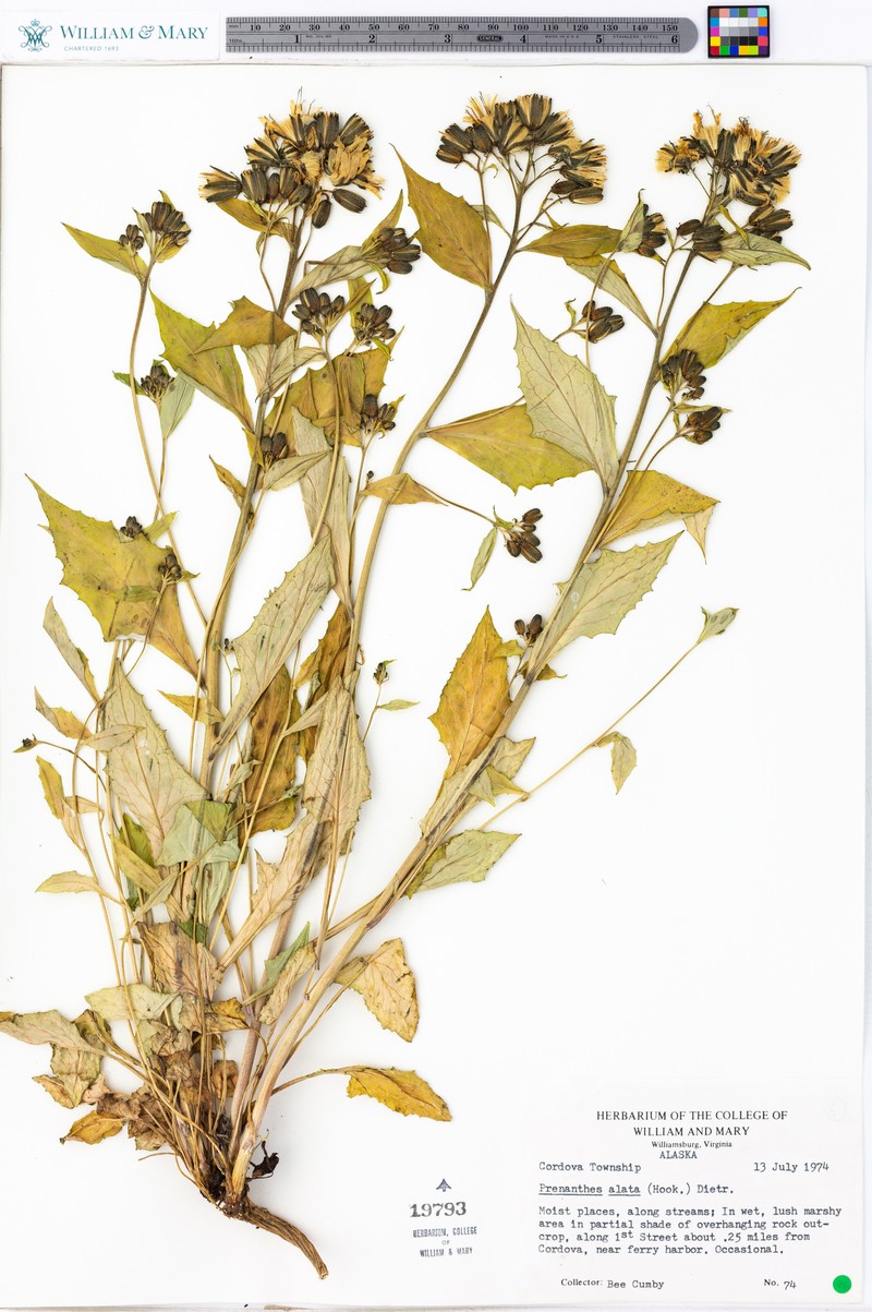 Western Rattlesnakeroot photo 2