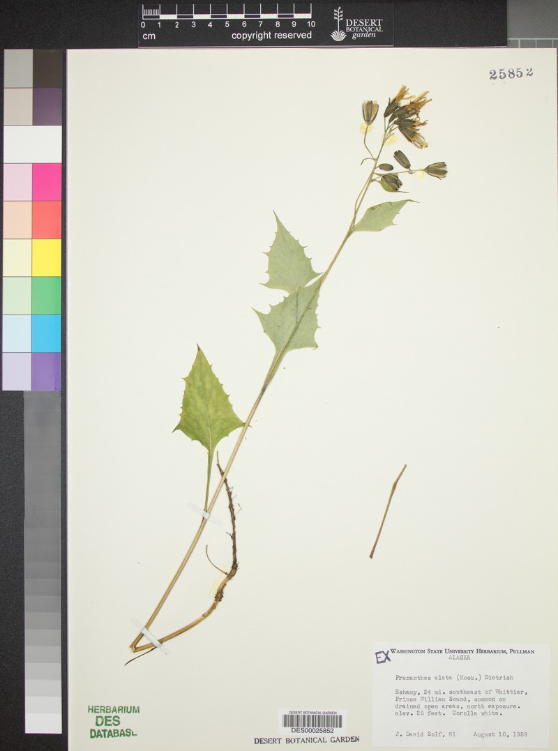 Western Rattlesnakeroot photo 3