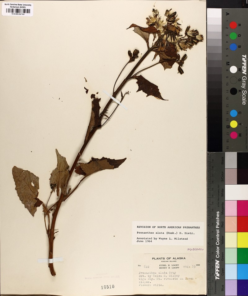 Western Rattlesnakeroot photo 5