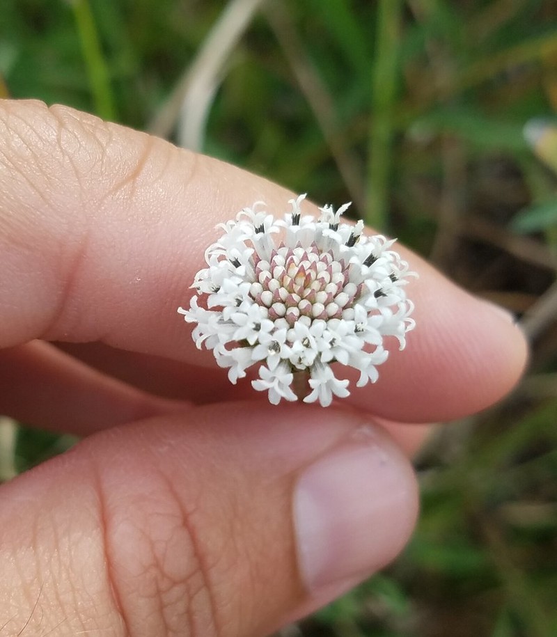 Melanthera angustifolia