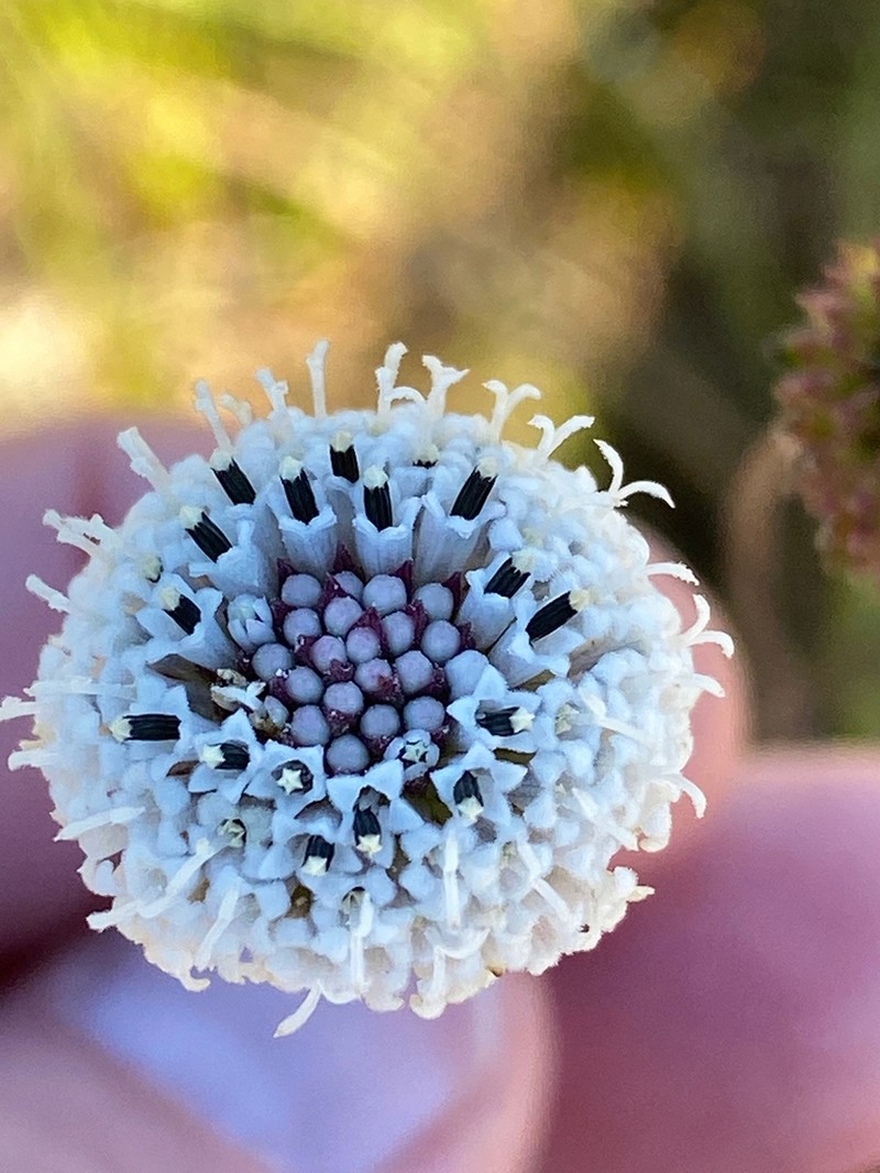 Melanthera angustifolia photo 2