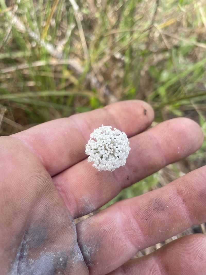 Melanthera angustifolia photo 3