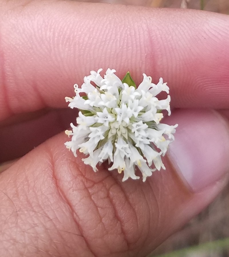 Melanthera angustifolia photo 4