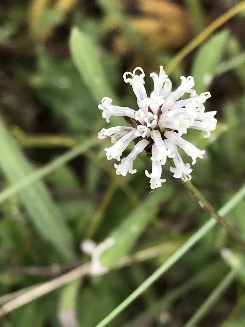 Melanthera angustifolia photo 5