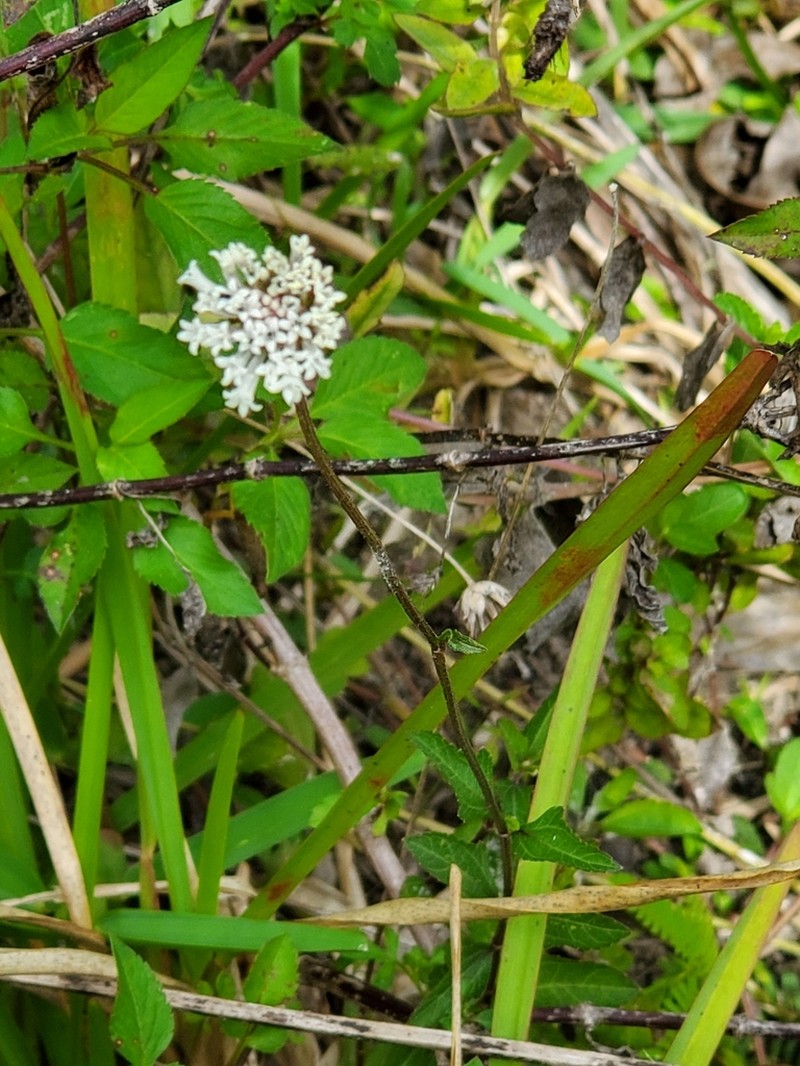 Melanthera angustifolia photo 6