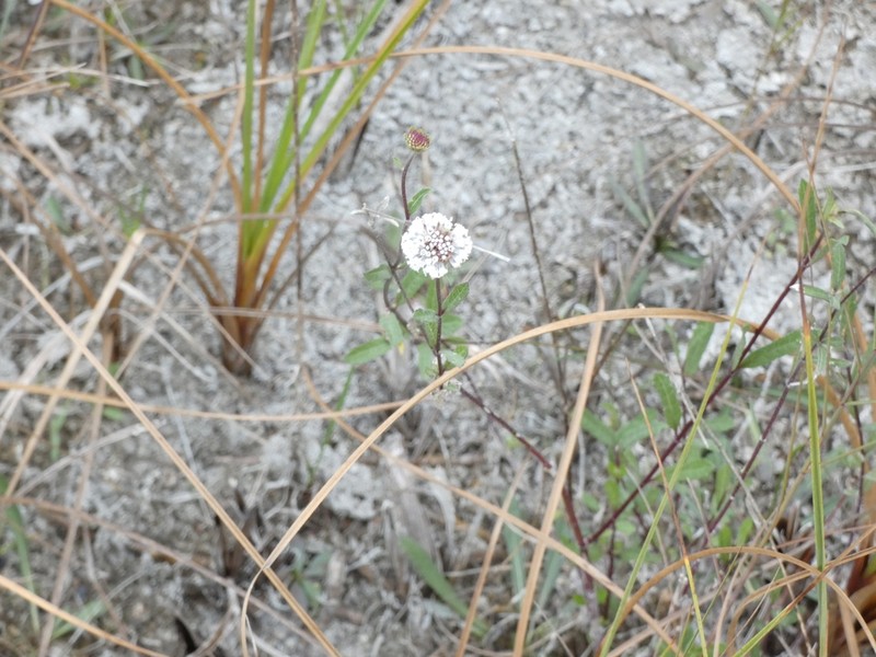 Melanthera angustifolia photo 7