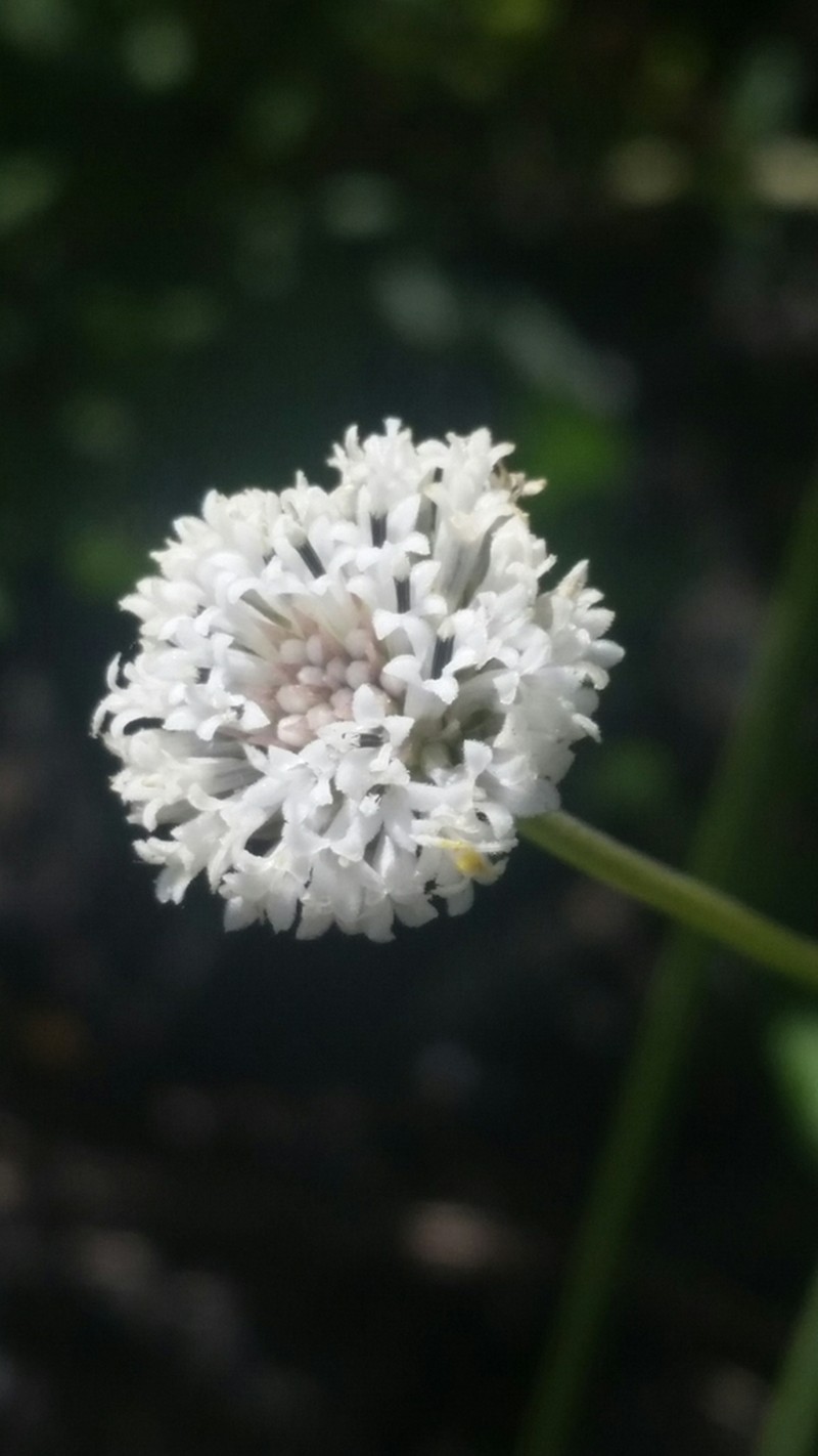 Melanthera angustifolia photo 8