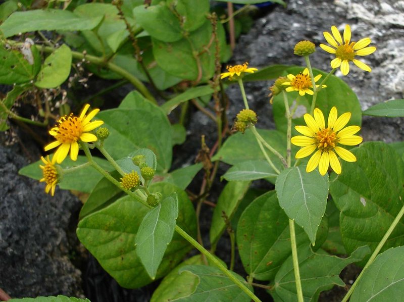 Sea Daisy photo 4