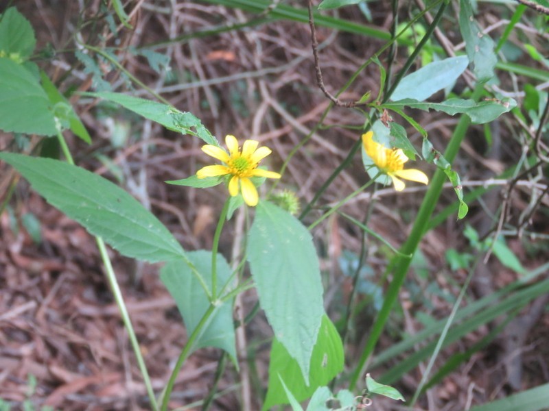 Melanthera latifolia