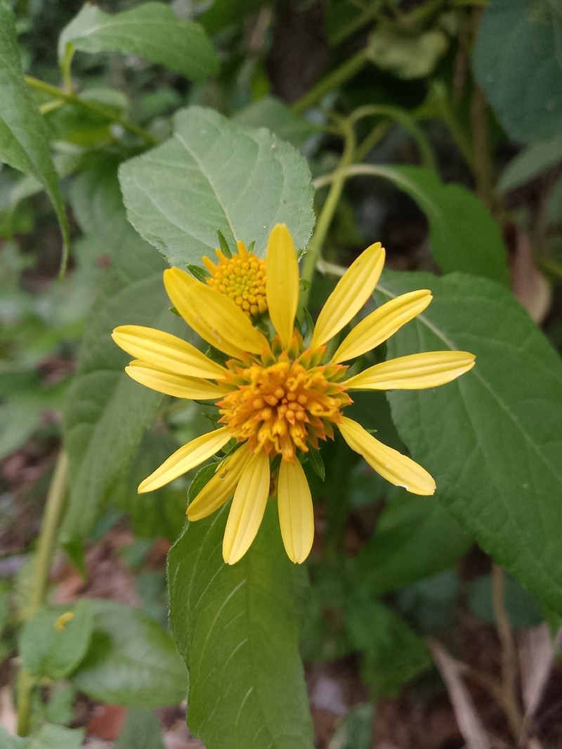 Melanthera latifolia photo 2