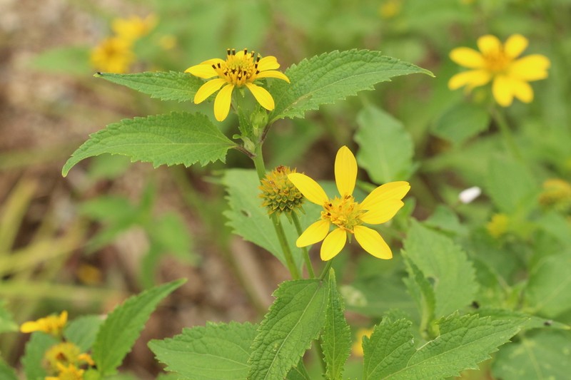 Melanthera latifolia photo 3