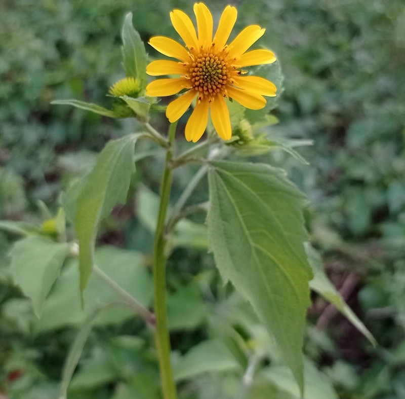Melanthera latifolia photo 4