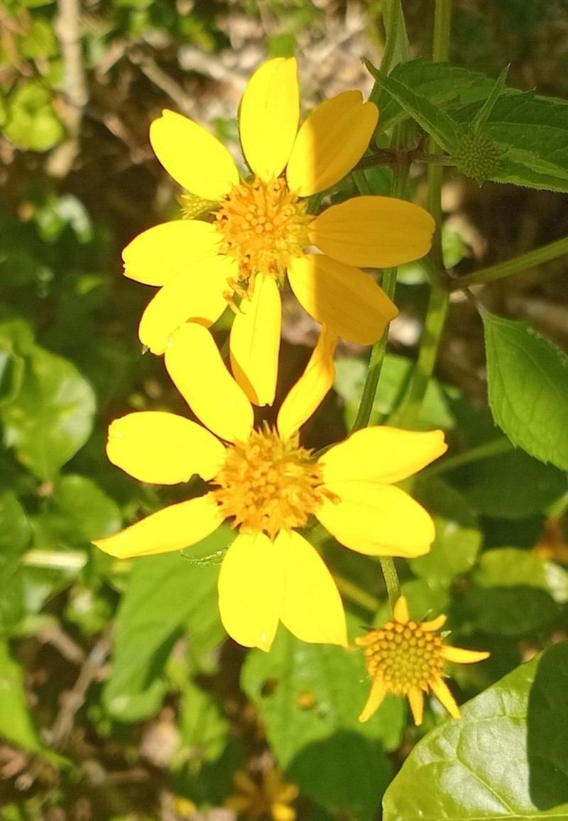 Melanthera latifolia photo 5