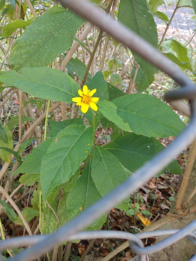 Melanthera latifolia photo 6