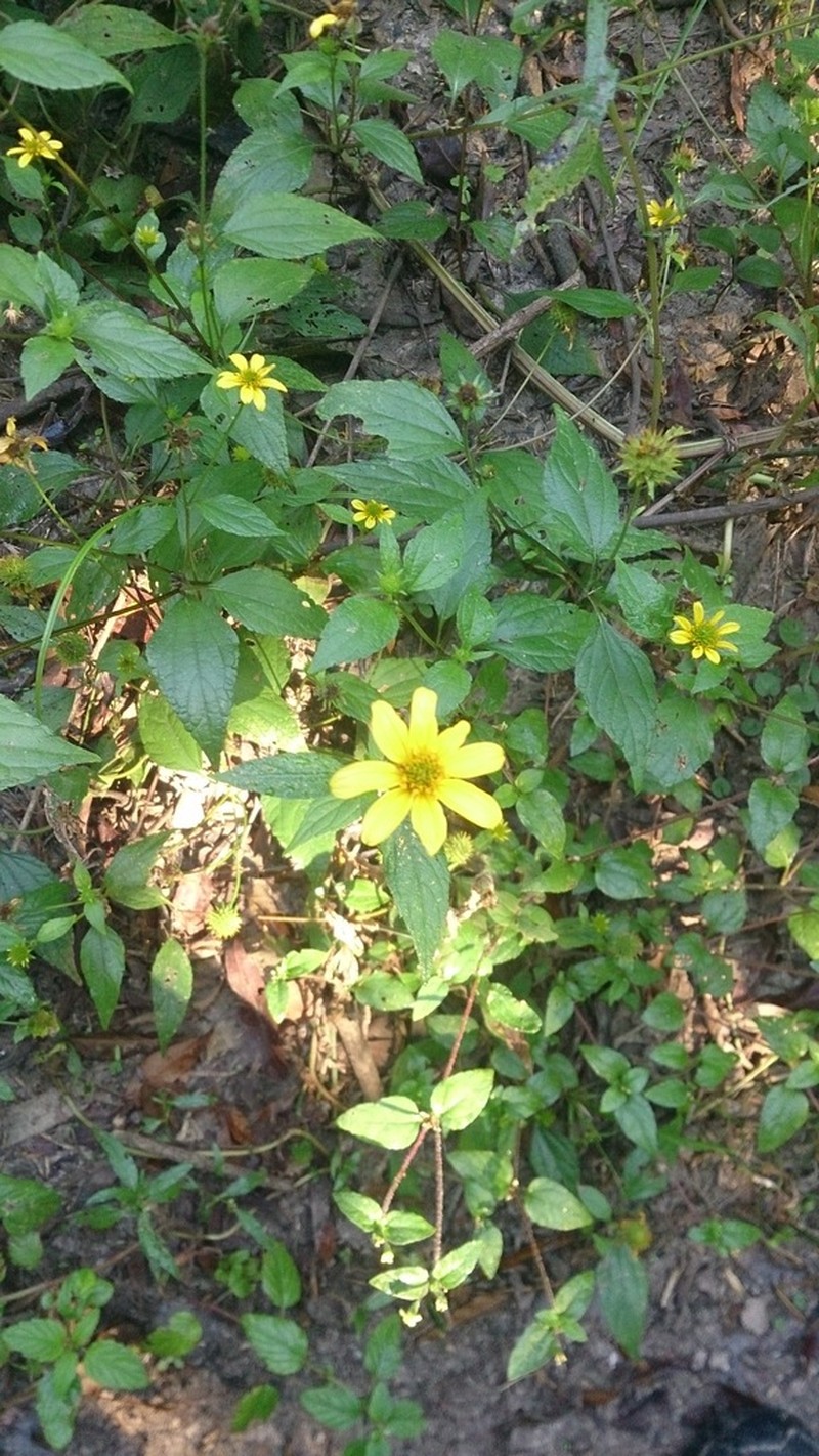 Melanthera latifolia photo 7