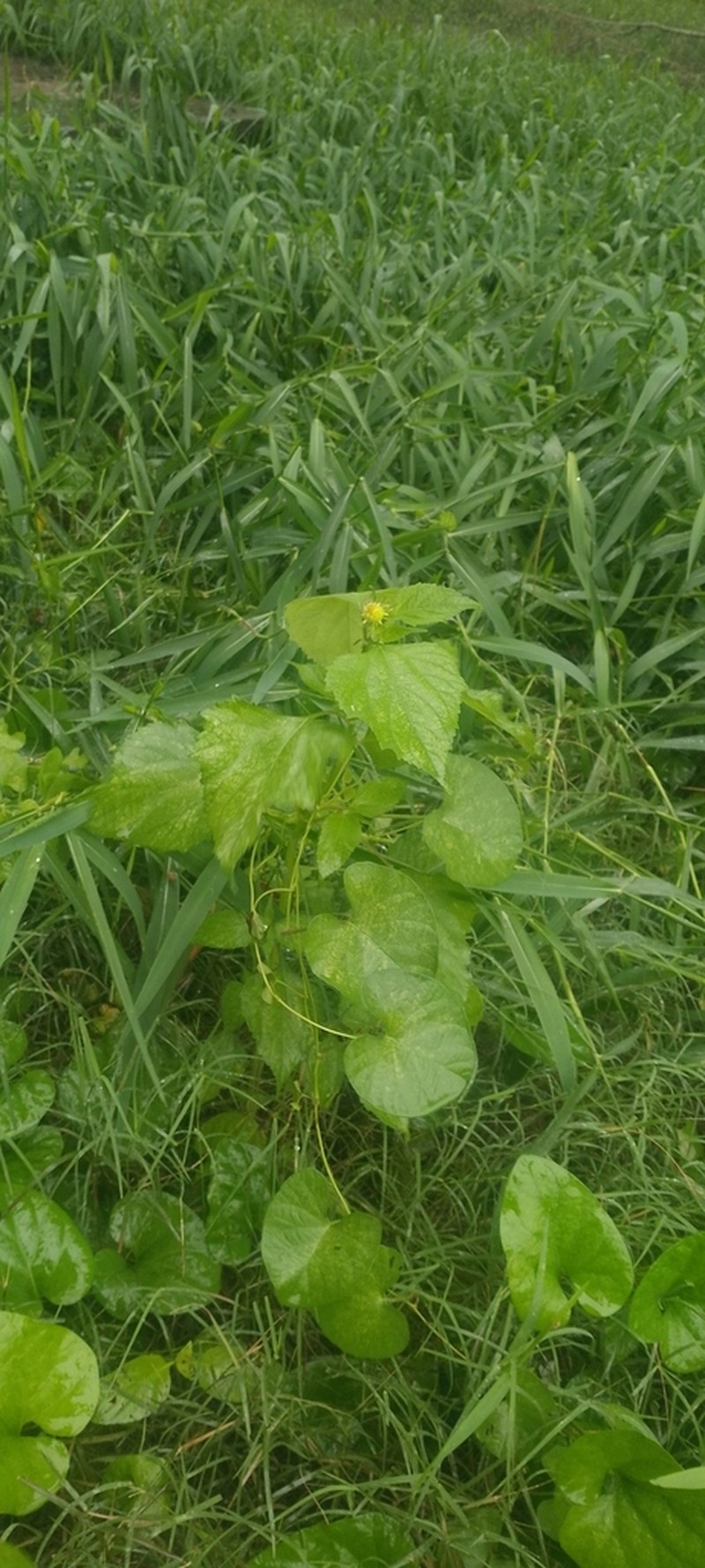 Melanthera latifolia photo 8