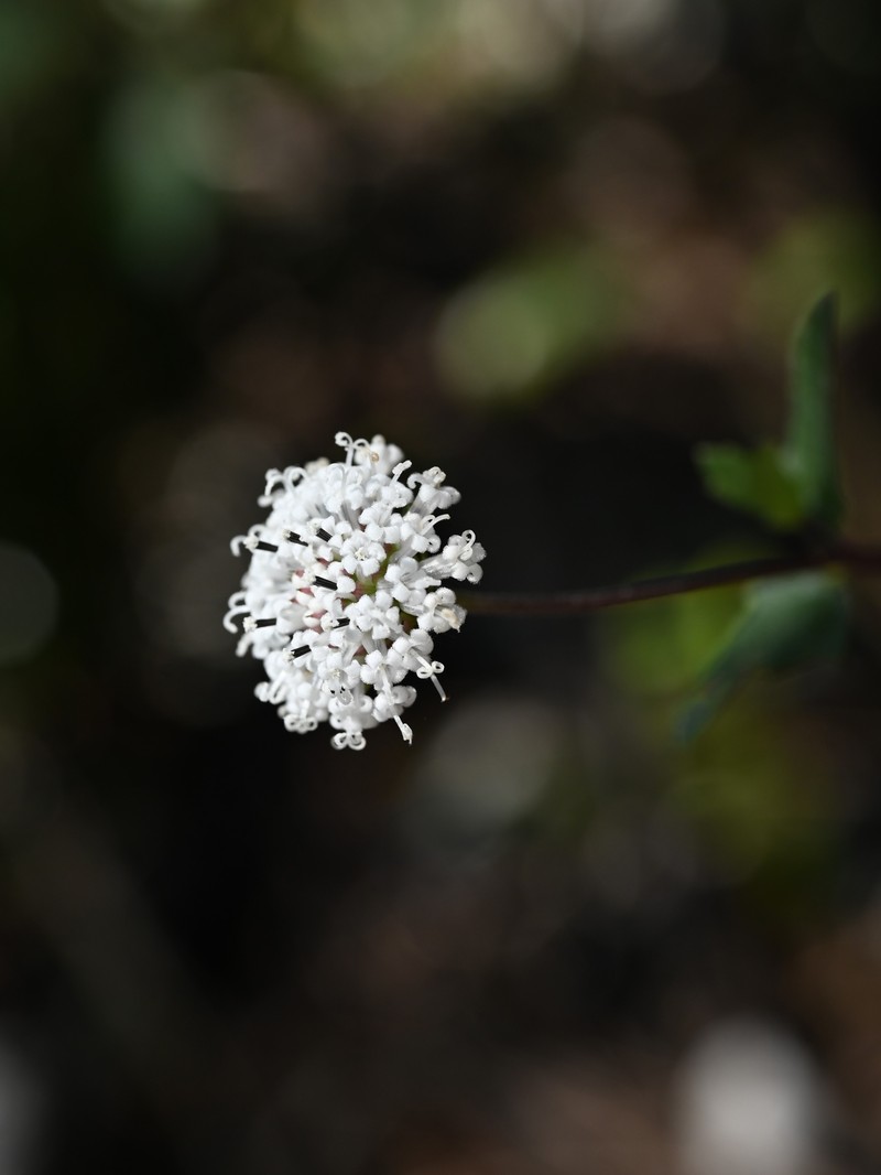 Snow Squarestem photo 4