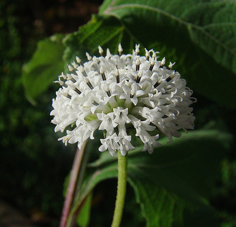 Snow Squarestem photo 5