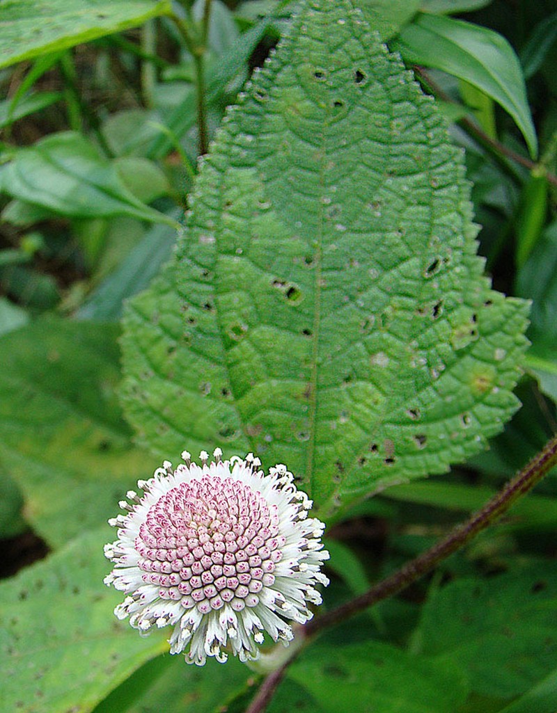 Snow Squarestem