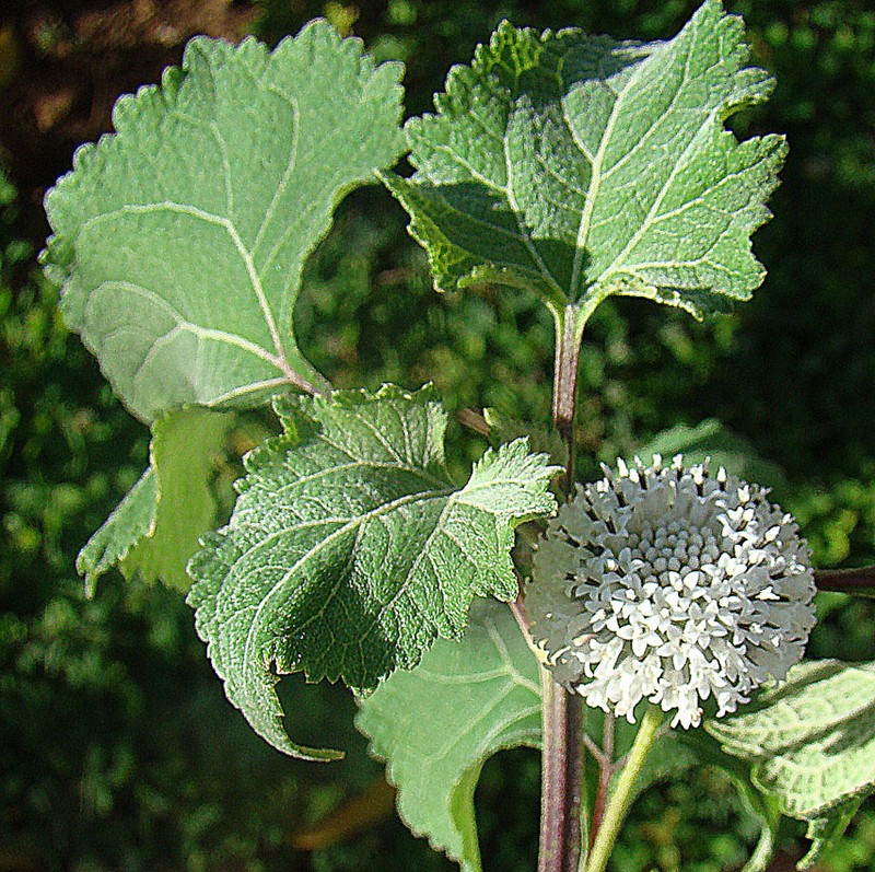 Snow Squarestem photo 2