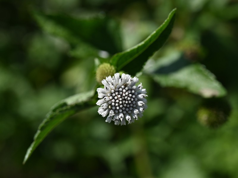 Snow Squarestem photo 3