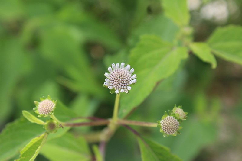Everglades Squarestem photo 2