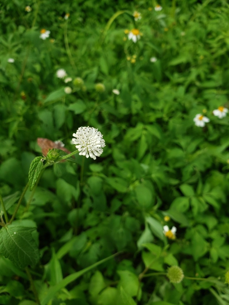 Pineland Squarestem photo 4