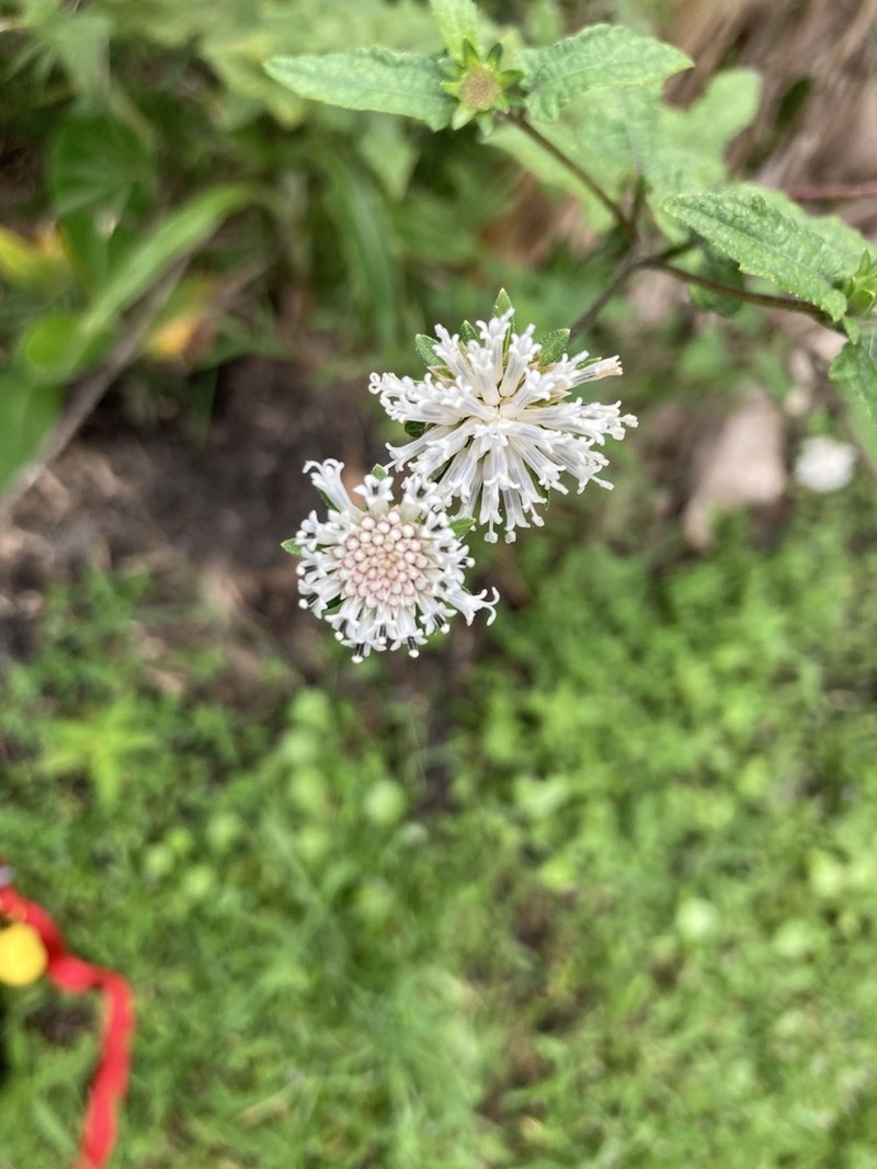 Snow Squarestem photo 4