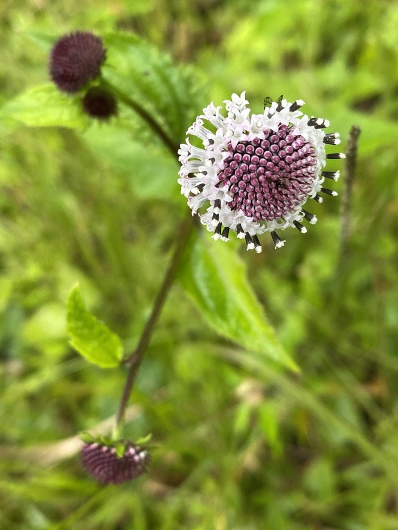 Snow Squarestem photo 7